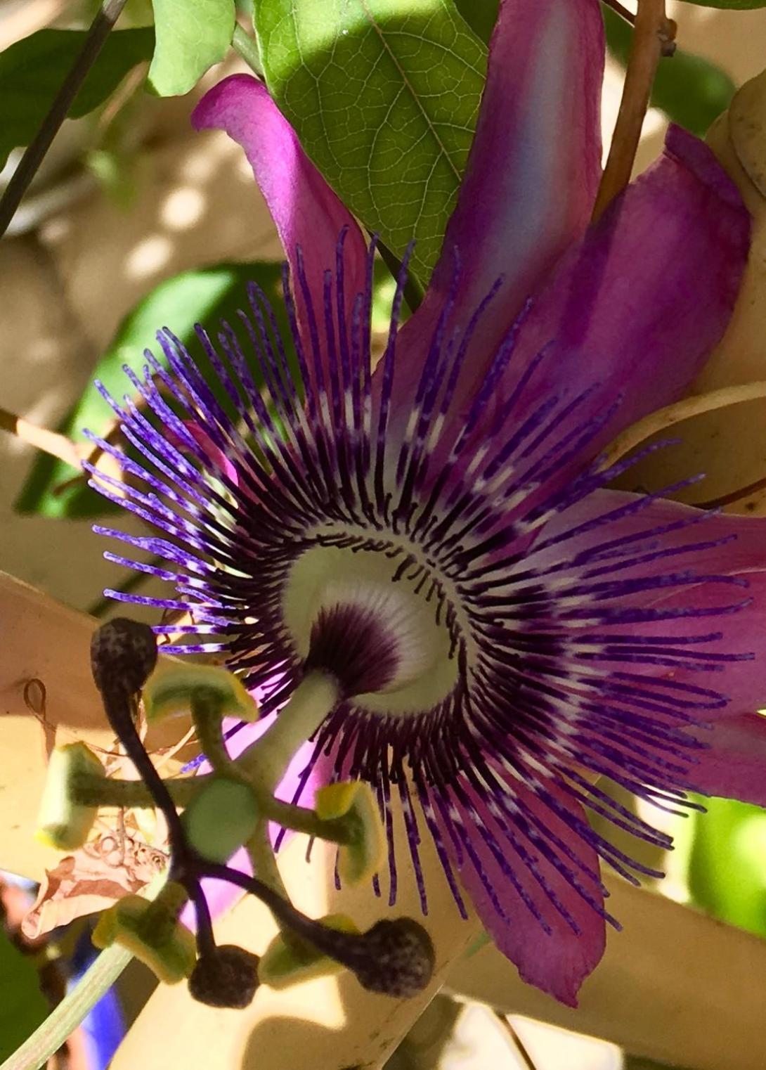 Botanica B&B Xagħra Exteriör bild