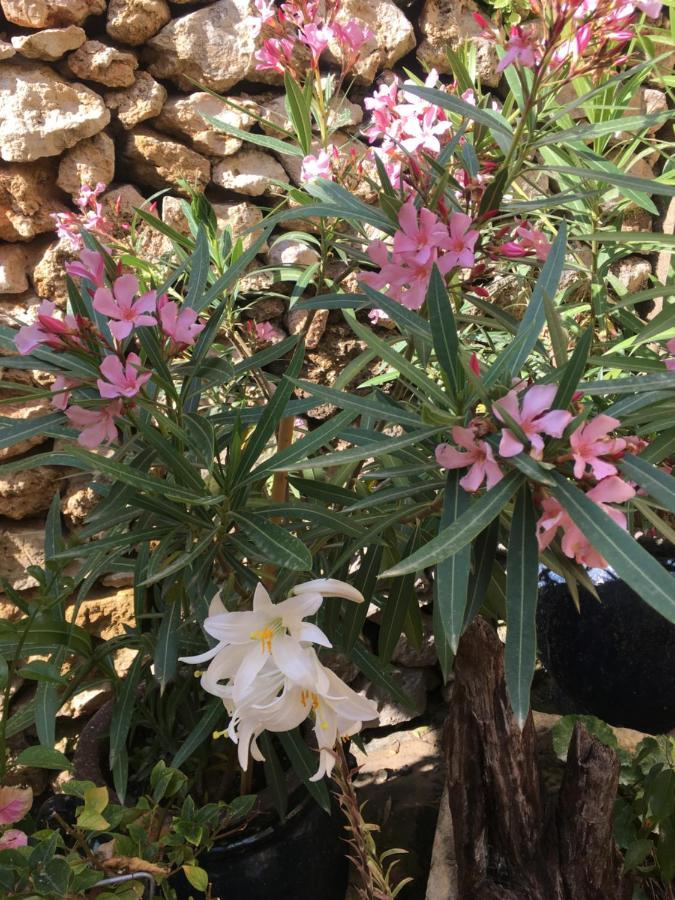 Botanica B&B Xagħra Exteriör bild