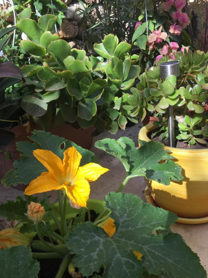 Botanica B&B Xagħra Exteriör bild